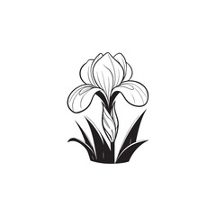 Simple Botanical Iris Flower Illustration - Clean Vector Line Art.