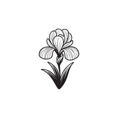 Iris Flower Illustration Isolated on White - Vector Botanical Sketch.