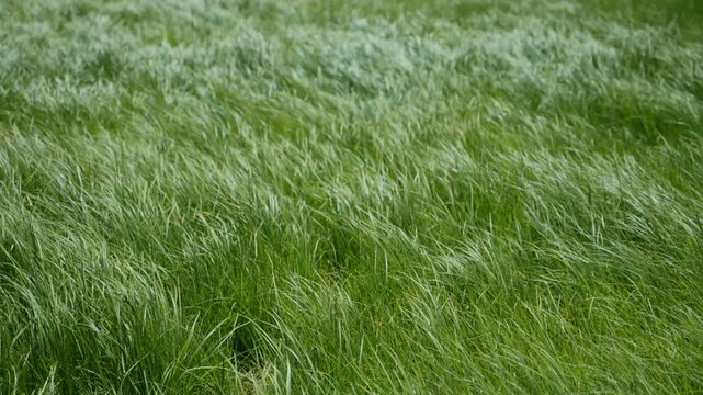 Windswept long lush green grass blowing in strong winds outdoors in nature. Beautiful mesmerizing movement of a meadow as it swirls in unison in hair like movement