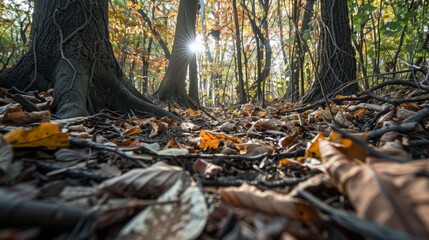 Obraz premium Path through a forest at sunset generative ai