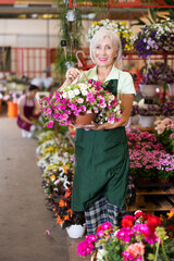 Fototapeta premium Glad aged woman marketer demonstrating calibrachoa in garden pots in point of sale of plants
