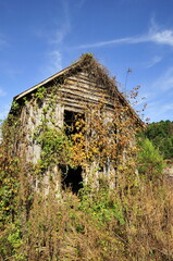 Old tobacco barn with vegetation