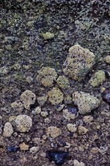 Barnacles on rocks in Piha, Auckland, New Zealand.