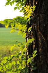 Vines with backlit green leaves growing on tree trunk
