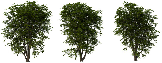 tree set cutout isolate on transparant background. 3d rendering