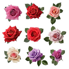 Fototapeta premium set of roses illustration