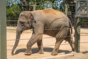 An elephant never hurries, yet it always arrives exactly where it’s meant to be, Houston Zoo, Houston, Texas, United States of America