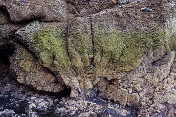 Barnacles on rocks in Piha, Auckland, New Zealand.