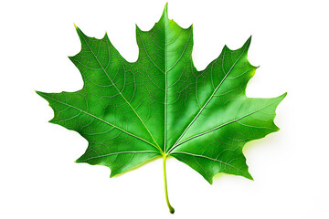 Fototapeta premium Green Maple Leaf