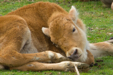 Bison Calf