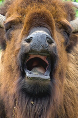 Bison Close-up Mouth Open © RMyer