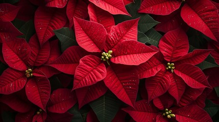 Close-up of Red Poinsettia Leaves with Dew Drops