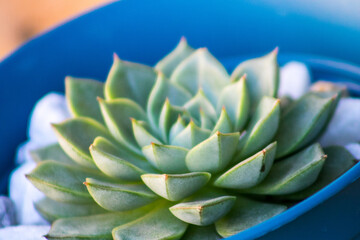 Succulents Plants