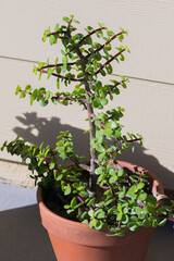 Elephant bush Succulent