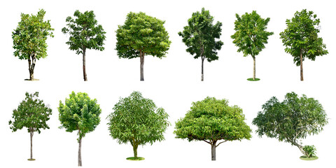 Collection Trees and bonsai green leaves. total 11 trees. The Ratchaphruek tree is blooming bright yellow. (png)	