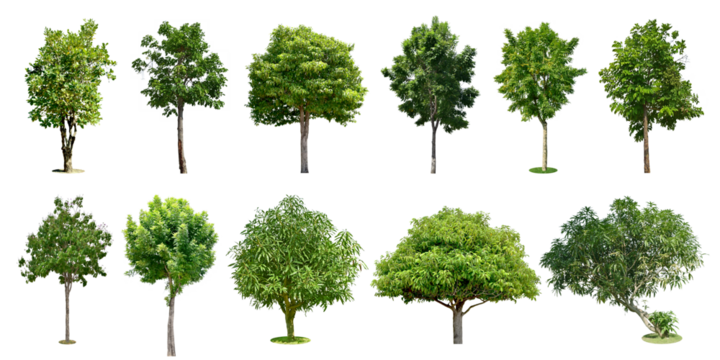 Collection Trees and bonsai green leaves. total 11 trees. The Ratchaphruek tree is blooming bright yellow. (png)	