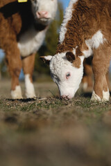 Hereford calf cow with herd closeup on Texas farm in vertical view © ccestep8
