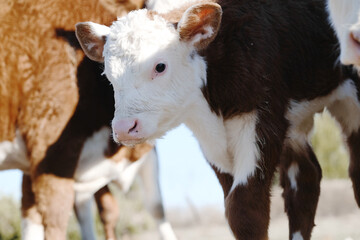 Hereford calf cow closeup on beef ranch with herd of cattle for brown and white breed of bovine.