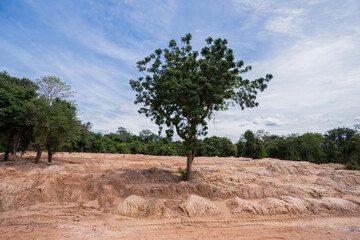 Fototapeta premium Building soil destroying jungle and rainforest for human habitation and settlements , with few remaining native trees