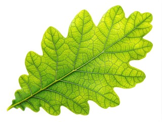 Vibrant green oak leaf with intricate veins and delicate edges, isolated on a white background, perfect for autumnal and nature-inspired design projects.