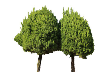 紅葉の木　切り抜き