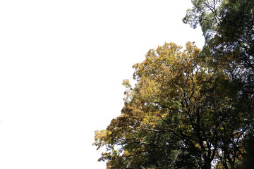紅葉の木　切り抜き