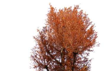 紅葉の木　切り抜き