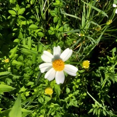 white flower in the garden