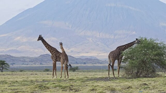 Giraffes in a field with Ol Doinyo Lengai volcano in the background, Tanzania