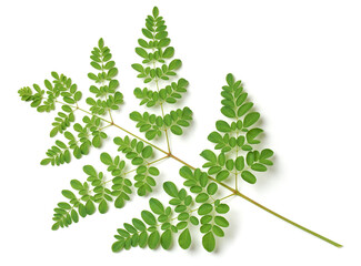super food moringa tree foliage isolated white background, drumstick or horseradish plant small oval shaped leaves for high nutritional and medicinal properties
