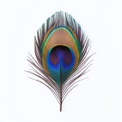Fototapeta premium majestic peacock feather close up marco good for design. Isolated on white background