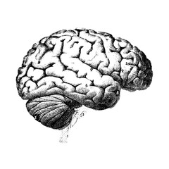human brain model
