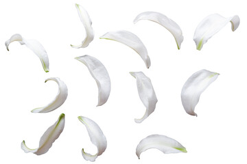 White flower petals, Beautiful flower petals collection. White petals for design metrieals.png