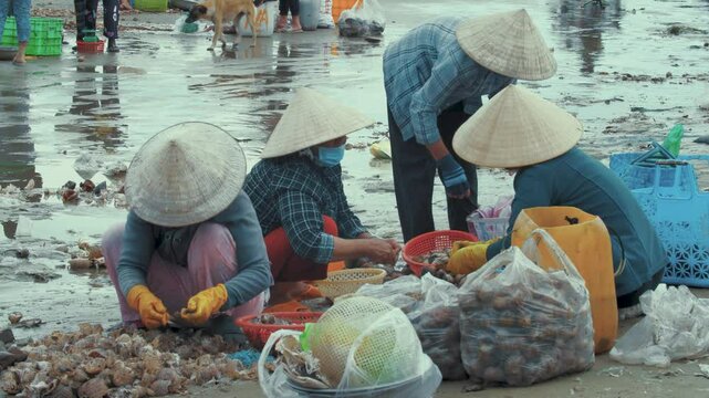 Women processing seafood by hand at the Mui Ne fishing port, Vietnam
