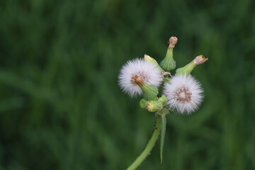 dandelion flower rule of thirds