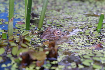 frog on water plants, nature 