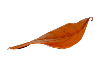 Dried leaves