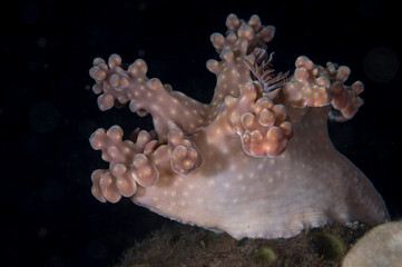 A Miamira alleni nudibranch