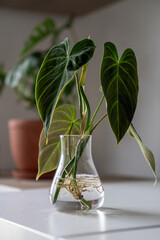 Sprouts of trendy Philodendron Splendid plant in glass vase, ready to be transplanted into the...