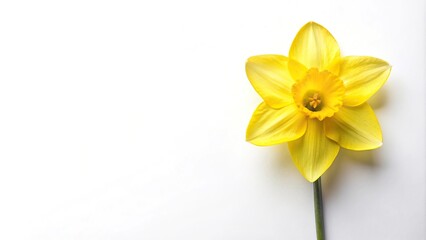 Fototapeta premium Yellow daffodil flower viewed from above on white background