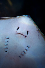 Oceanic Aquarium, Balne&aacute;rio Cambori&uacute;