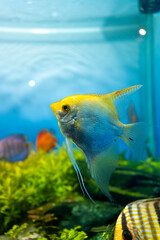 Oceanic Aquarium, Balneário Camboriú © MAAD