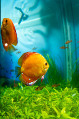 Oceanic Aquarium, Balneário Camboriú © MAAD