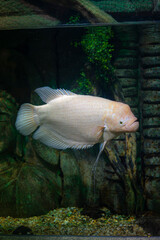 Oceanic Aquarium, Balneário Camboriú © MAAD
