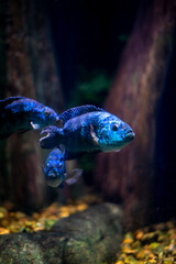 Oceanic Aquarium, Balneário Camboriú © MAAD