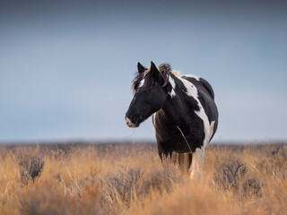 wild horse pinto in a field 
