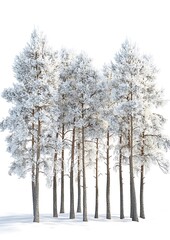 Fototapeta premium A cluster of snow-covered trees standing together in a quiet winter scene. The white background allows for clear text or branding above the treetops