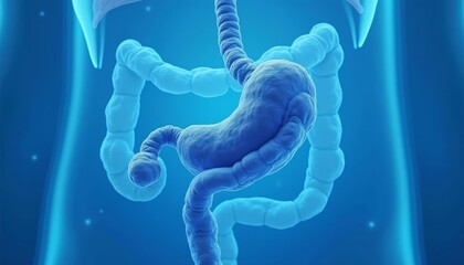  3D rendering of a human stomach and small intestine