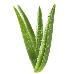 Fresh Aloe Vera Leaves with Dew Droplets on White Background