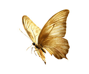 Close-up of a golden butterfly. Highly Detailed on transparent background. Studio lighting and 4k quality.